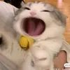 blahblahblahbananapotato