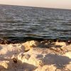 shehabsaleh8