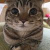 anykrine