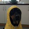 rubbledubbledoo