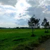 dinh.trung944