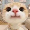 cutedangiukhong