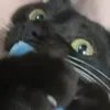 nlillyi.dymp