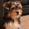 oliviana_7