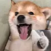 ngyyyen