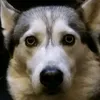 jonahv12