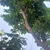 siraad5