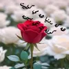 d_kucher2434