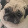pug_pug_p