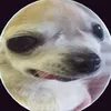 wobba0