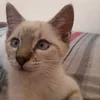 roseaml11