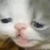 babajuu56