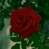 mohamedbarsha