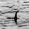 sista_lochness