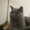 tu_bee