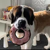 donut.the.saint.bernard
