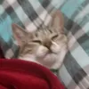 r4f43l_games_yt
