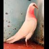 aman_gill26