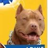 momsagainstpitbulls