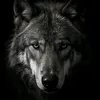 Wojtek