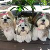 shihtzusandshopping