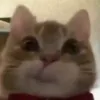 littlebody_bigflop