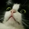 baobei.zi