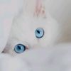 noor_merah87