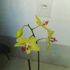 lucia_0638