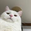 belzzebub11