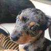 fernando.raineri