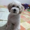 el_wicho36
