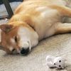 interested_doge