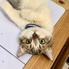iko_chan.thecat