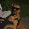 spowbuissness