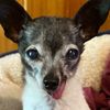 mrpicklesthedog