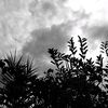 osamj_10