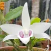 nguyencong2804