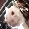 krslzn