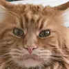pafthekitty