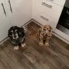bluecockertwo