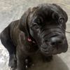 thecanecorsococo