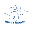 mandyscavapoos.com