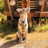 falkor_the_luckpup