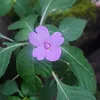 dienlanh73b1_songhuy1108