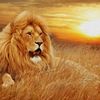 leoputra2.0