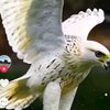 abomashal503a