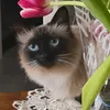 olgakunovskaya