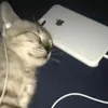 Mr. Jack