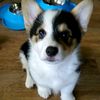 banditthecorgi20